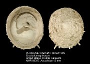 PLIOCENE-TAMIAMI FORMATION Crucibulum spinosum